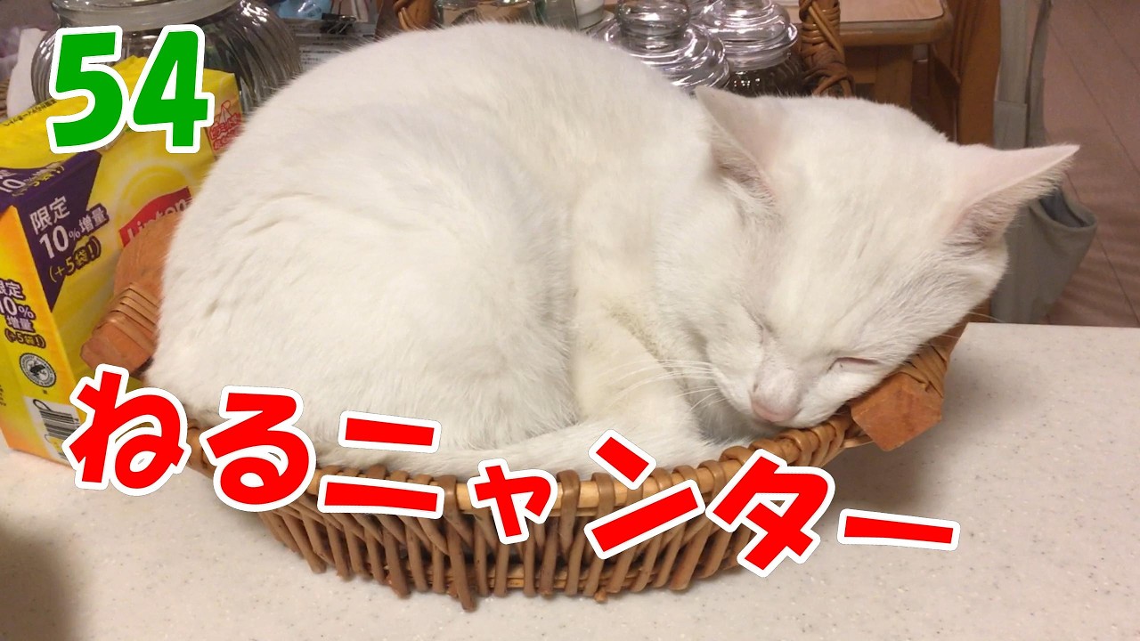 ねるニャンター54  猫は、寝るのも仕事だニャ～　sleeping Japanese cats54　자는 일본 고양이54