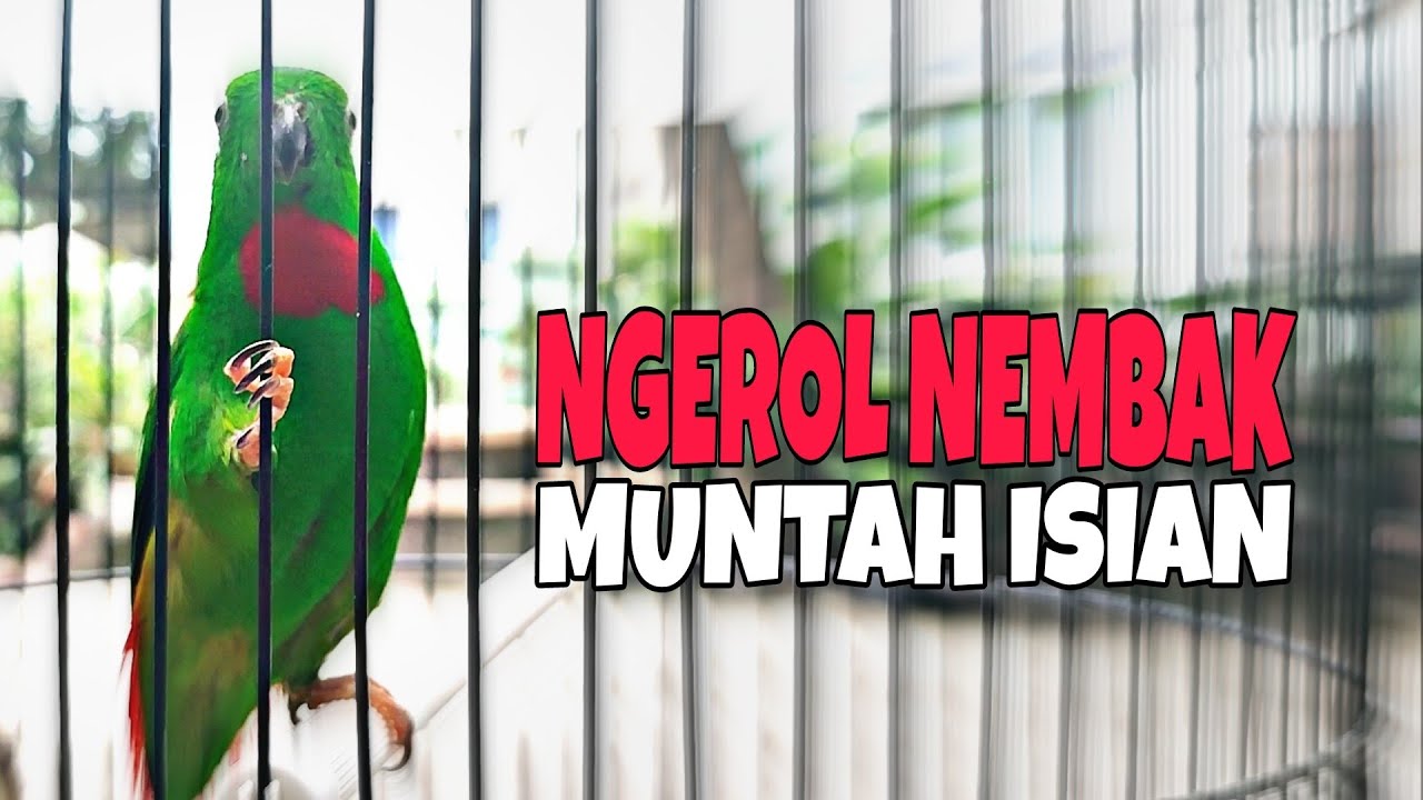 Serindit Gacor Ngerol Nembak Isian Mewah, Cocok Buat Masteran Dan Pancing