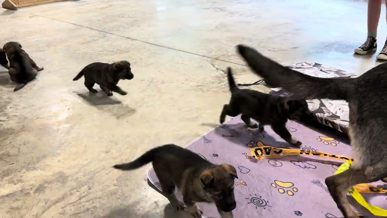 FIELD TRIP! 4.5 wk old German Shepherd puppies visit the Training Center with their mother. Awesome!