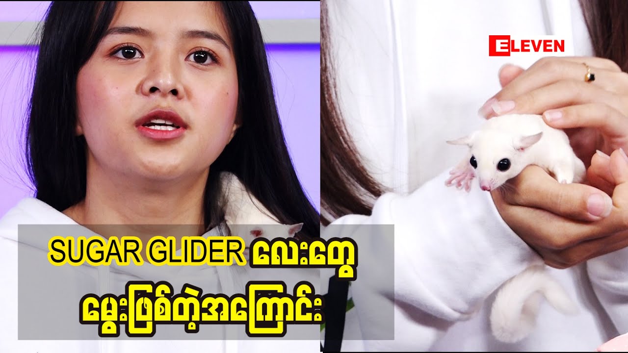 SUGAR GLIDER လေးတွေမွေးဖြစ်တဲ့အကြောင်းပြောလာတဲ့ သရုပ်ဆောင် မေသက်ကျော် (ရုပ်သံအစီအစဉ်)