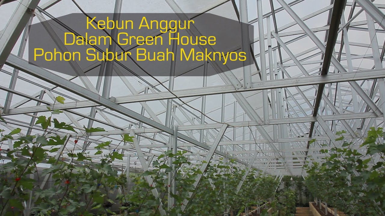 Anggola Garden. Kebun Anggur Green House, Pohon Subur Maknyos.