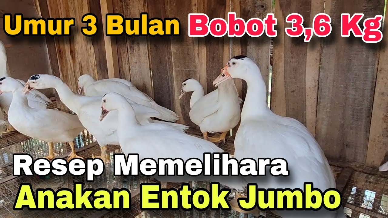 Usia 3 Bulan Bobot 3,6 Kg || Resep Pelihara Anakan Entok Jumbo