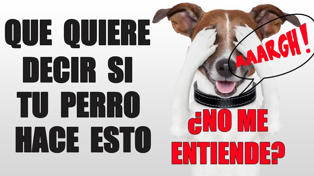14 Señales de CALMA - Esto es lo que QUIERE DECIRTE tu Perro