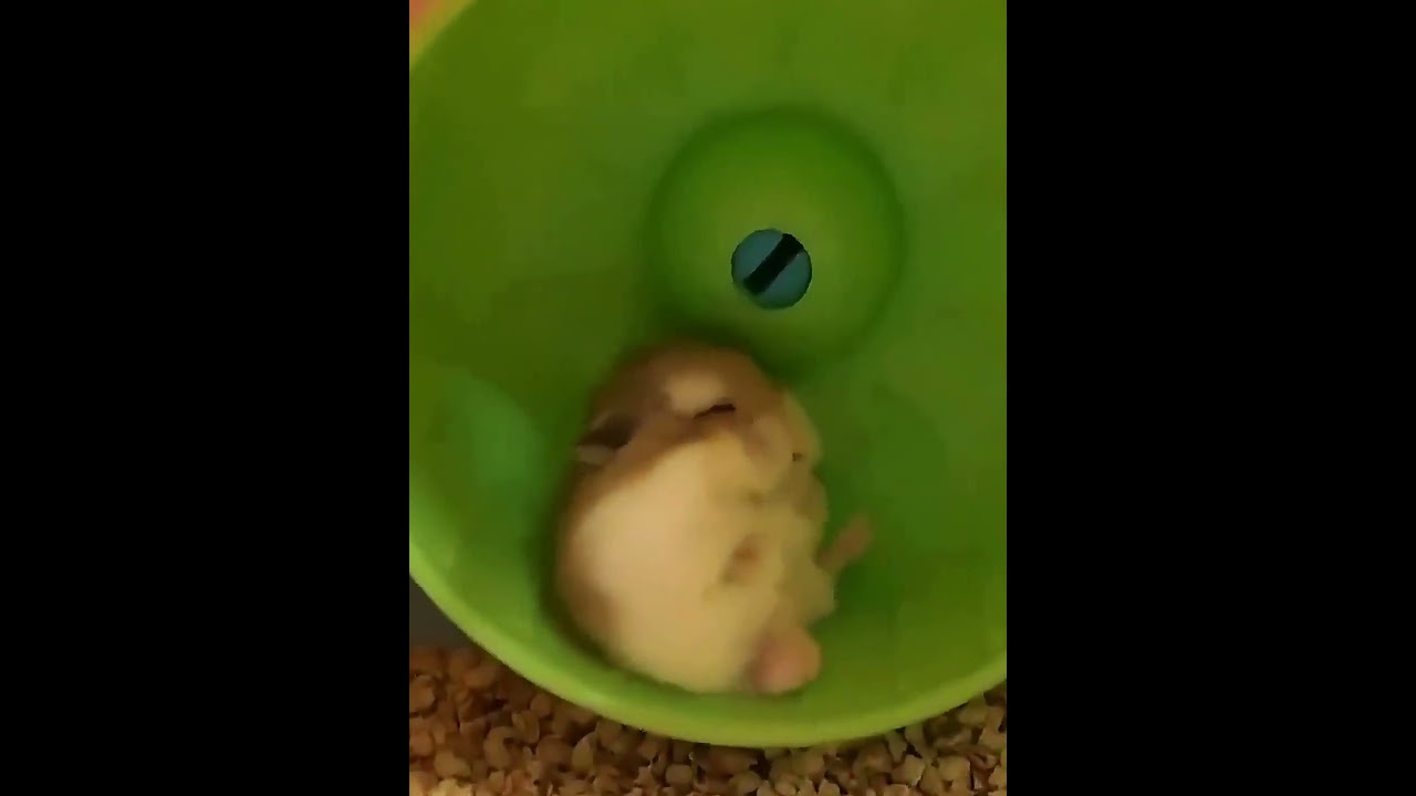 How Did I End Up Sleeping Like This? #Hamster #SugarGlider #RodentDailyLife...