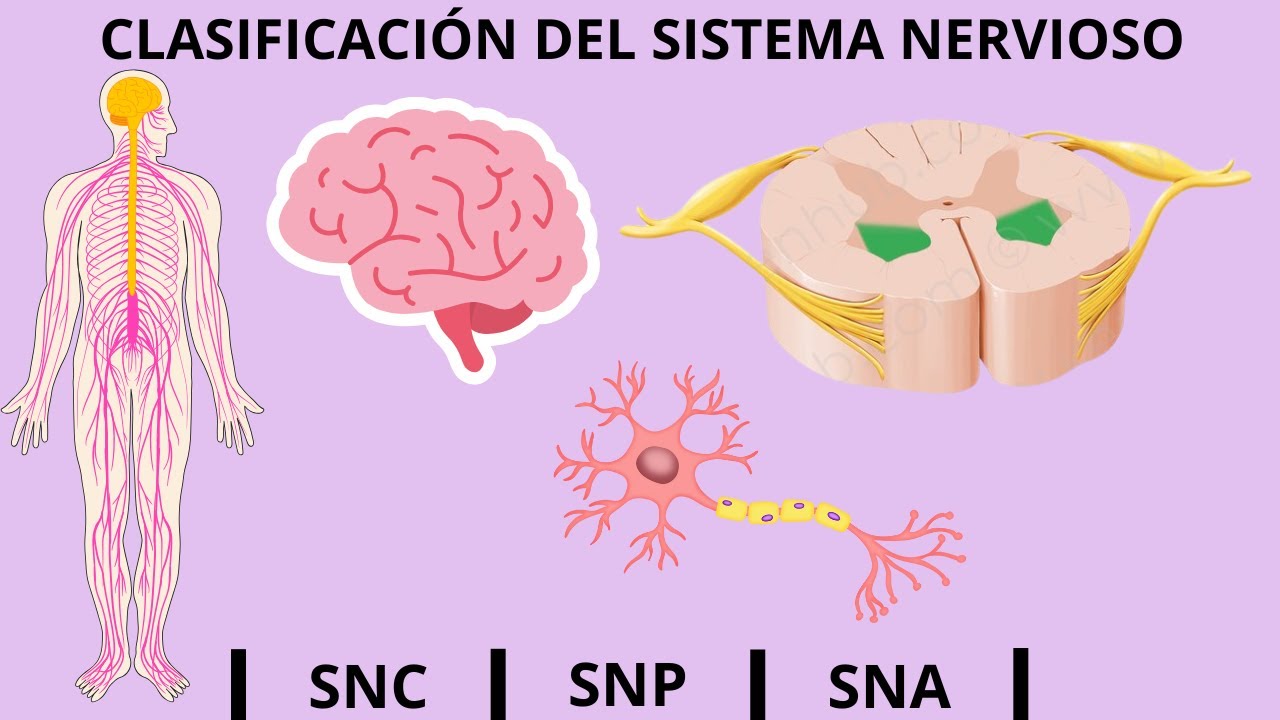 Clasificación del SISTEMA NERVIOSO (SNC,SNP, SNA)