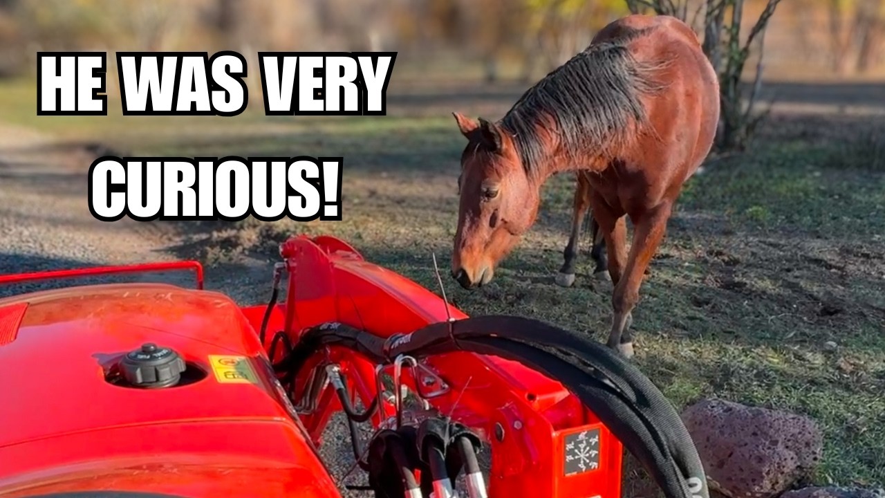 Эта новая рабочая лошадка странная 🚜