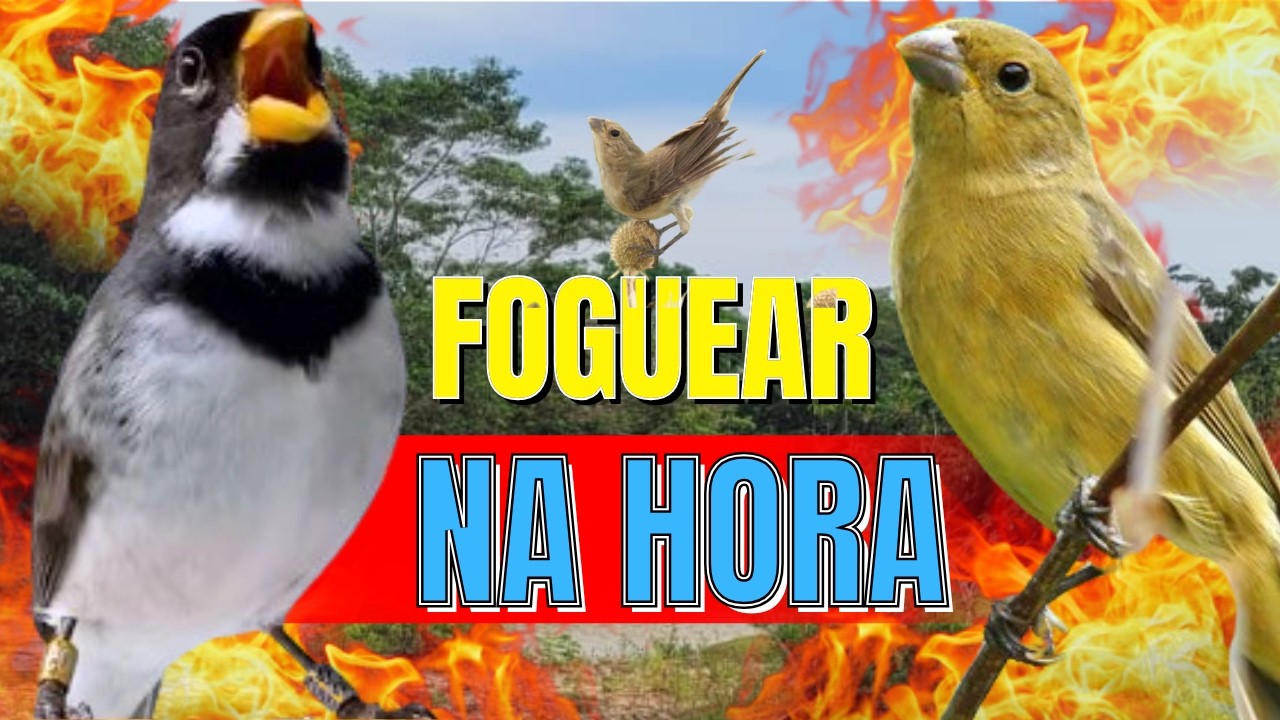 ESQUENTA QUALQUER COLEIRO COM ESQUENTAR COLEIRO TUI TUI COM ESQUENTAR COLEIRO TUI TUI