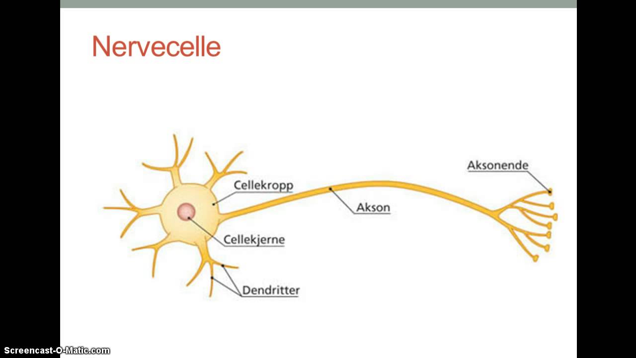 Nervesystemet del 1