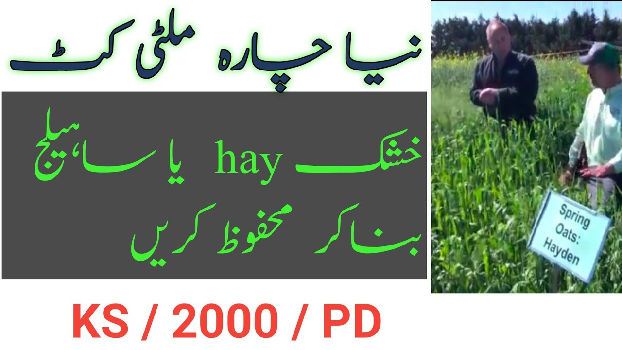 KS /2000/PD /Multi Cut Best Fodder of winter