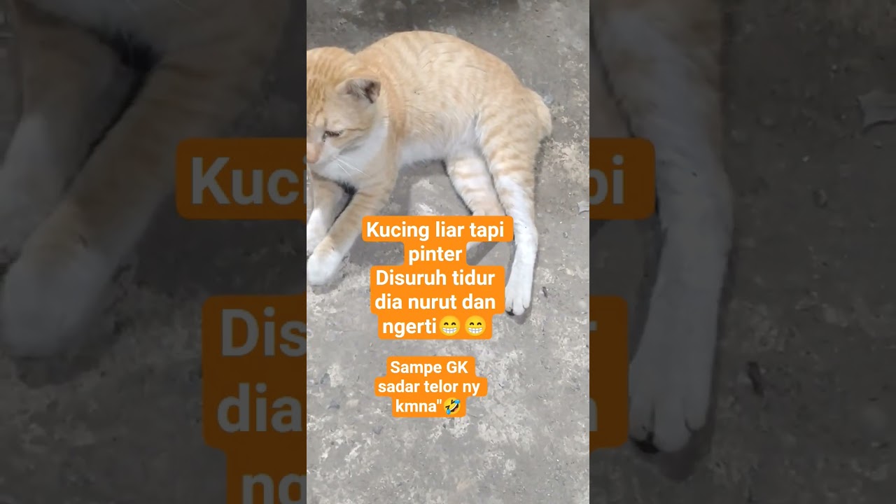 udah dua BLN GK ketemu kucing liar di wrung ku yang minta makan