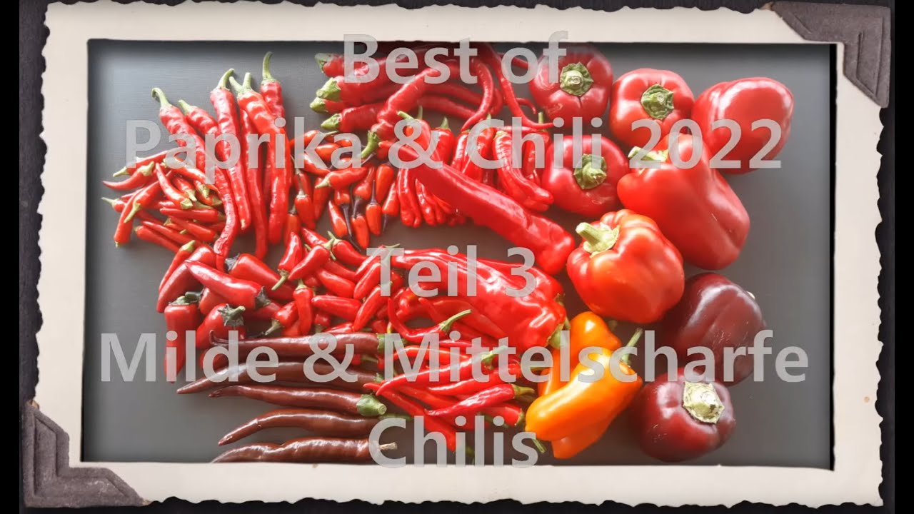 Best of Paprika & Chili 2022 Teil 3 - Milde & Mittelscharfe Chilis