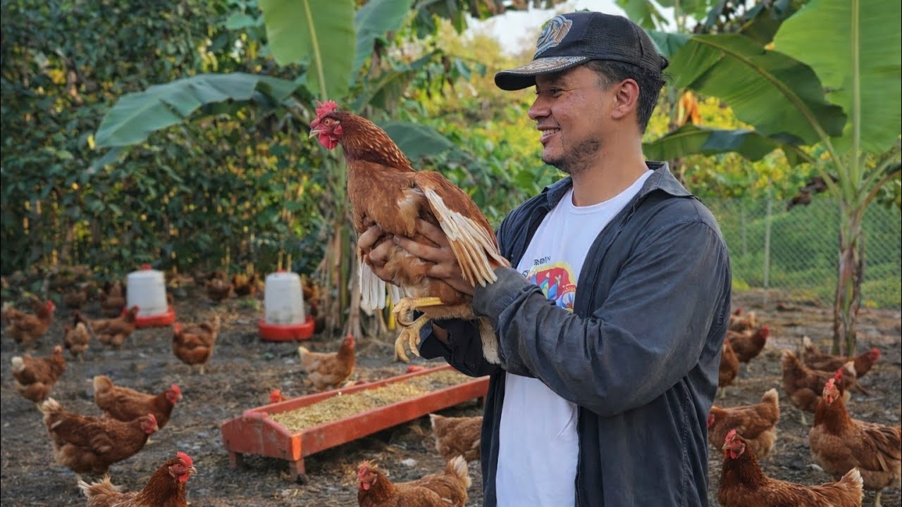 ¿Cuántos huevos ponen 180 gallinas en un día? 🥚🐔
