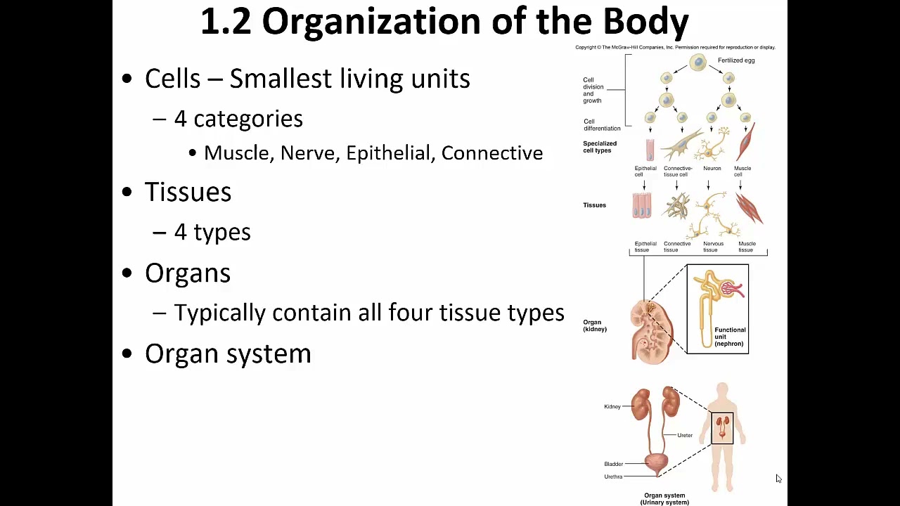 Physiology (Vander's), Ch  1 .1  - 1.5