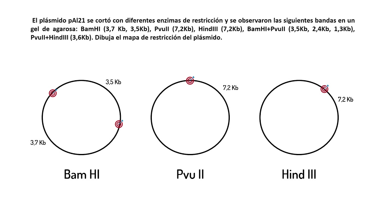 Problemas de Genética Molecular (I) | Mapas de Restricción