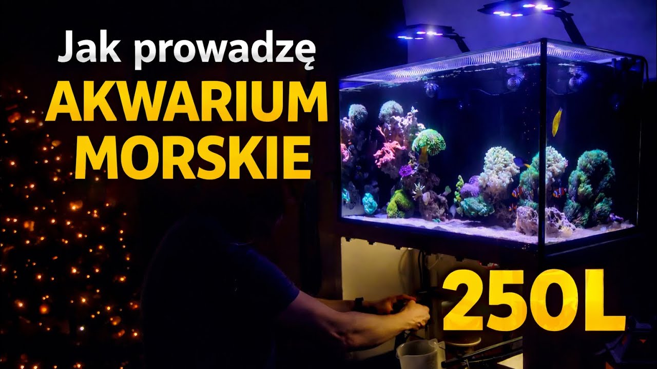 JAK PROWADZĘ AKWARIUM  MORSKIE 250l #akwarystyka #aquaforest #akwarium