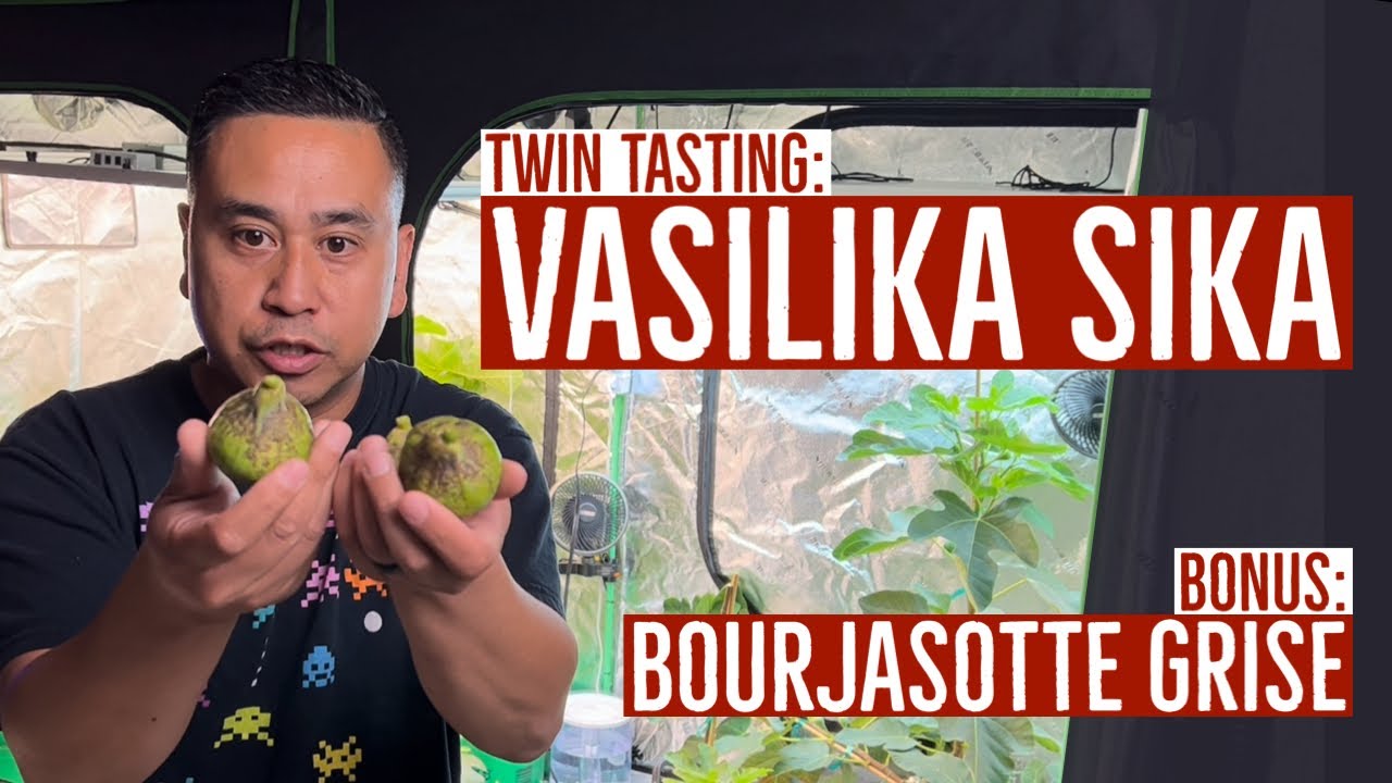 Basementfigs: TWIN TASTING - Vasilika Sika BONUS: Bourjasotte Grise #figs #gardening #growtent