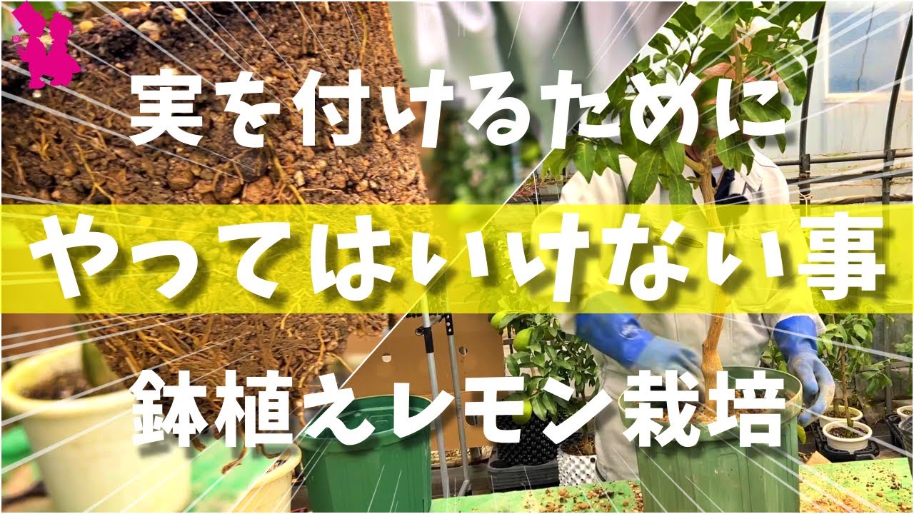 【コレが新常識】レモン🍋の鉢植えで実が付く植え替えを教えます
