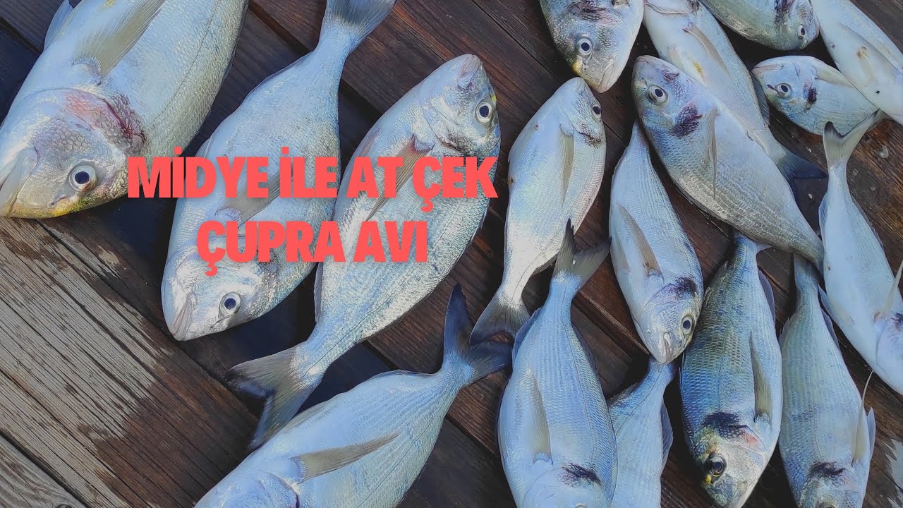 Midye ile çupra avı, 1.335 kg, 1.180 kg Çupralar ve diğerleri bu videoda👈🧿