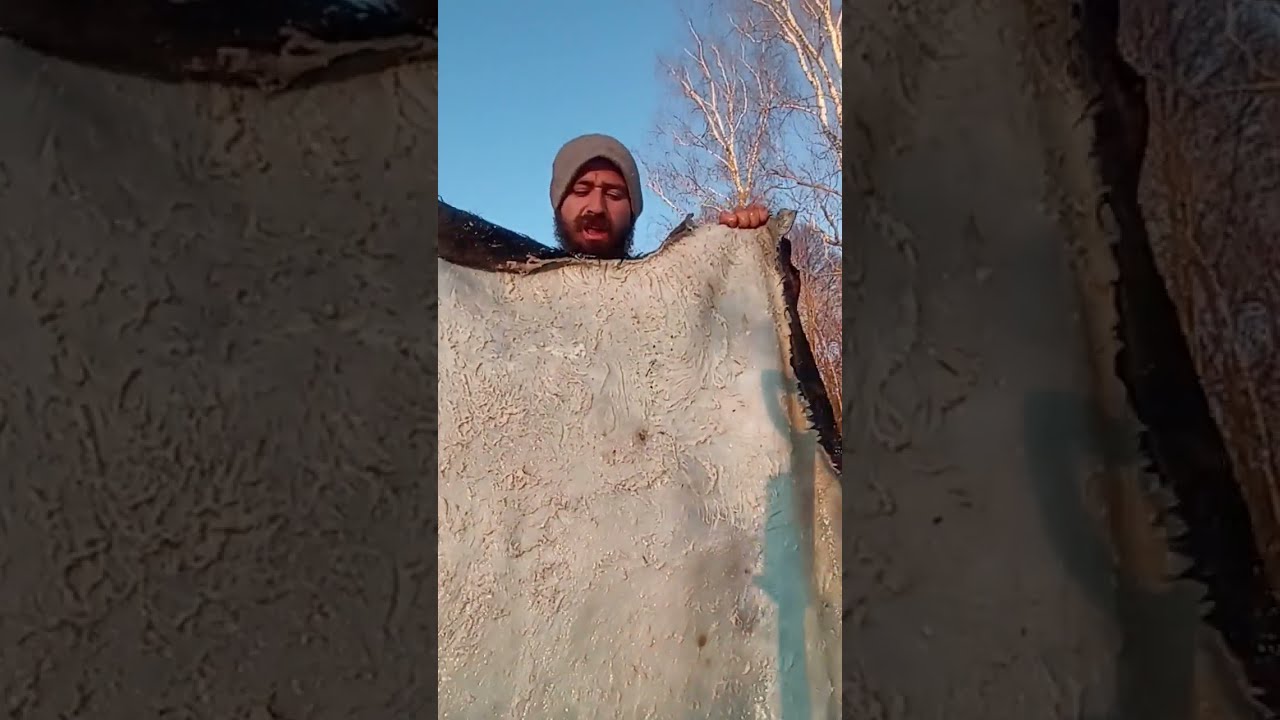 Заготовка кожи на конную упряжь ч.1