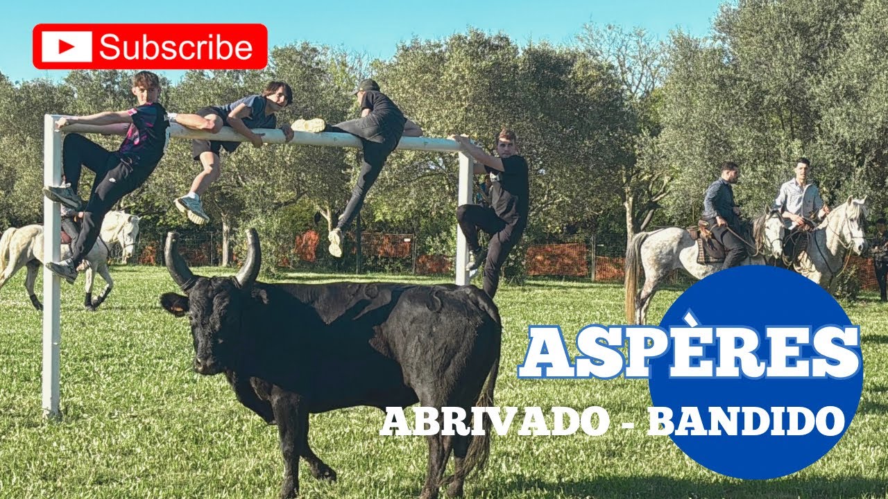 Abrivado-Bandido ➡️ Aspères 🇫🇷 25/04/25 Manade du SOLEIL ☀️ les taureaux ne veulent pas rentrer 😂￼