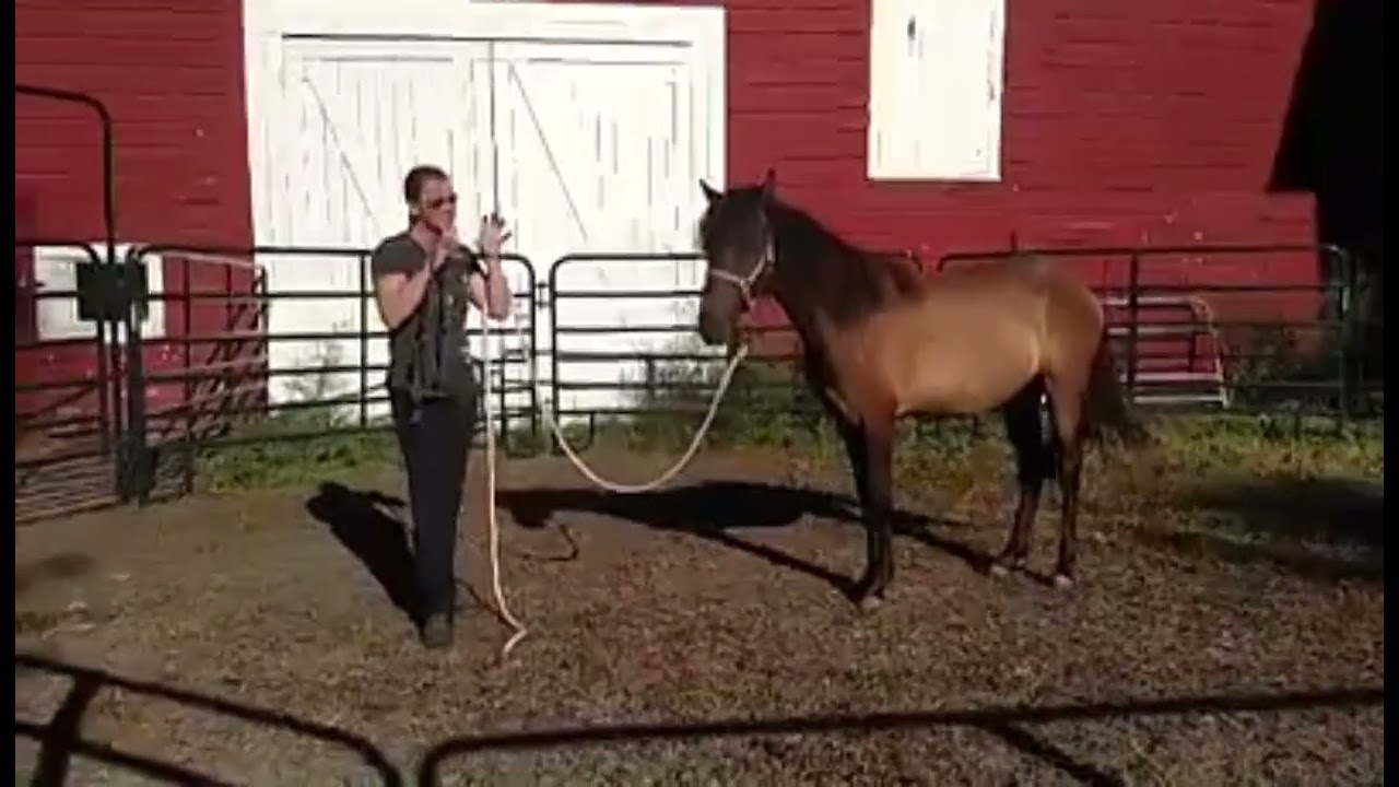 🐎 DANTE (the feral colt) GETTING HIS FIRST HALTER CHANGE 🐎