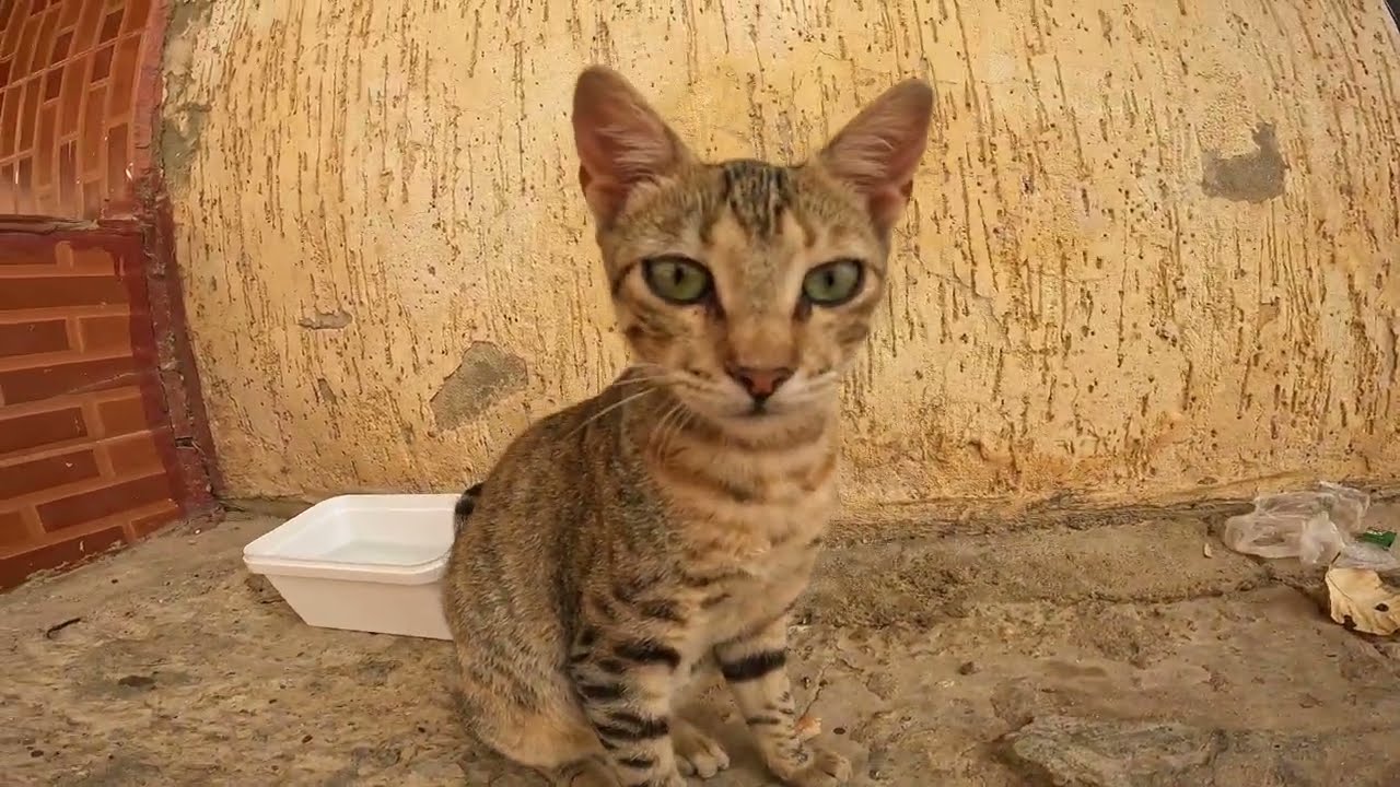 Oh my, you won't believe what this big cat was doing 🤦😱🫣