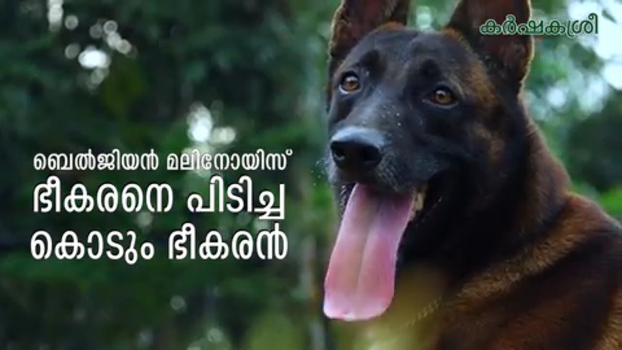 ഭീകരനെ പിടിച്ച കൊടും ഭീകരൻ | Belgian Malinois Dogs | Karshakasree Episode 1 ​| Manorama Online