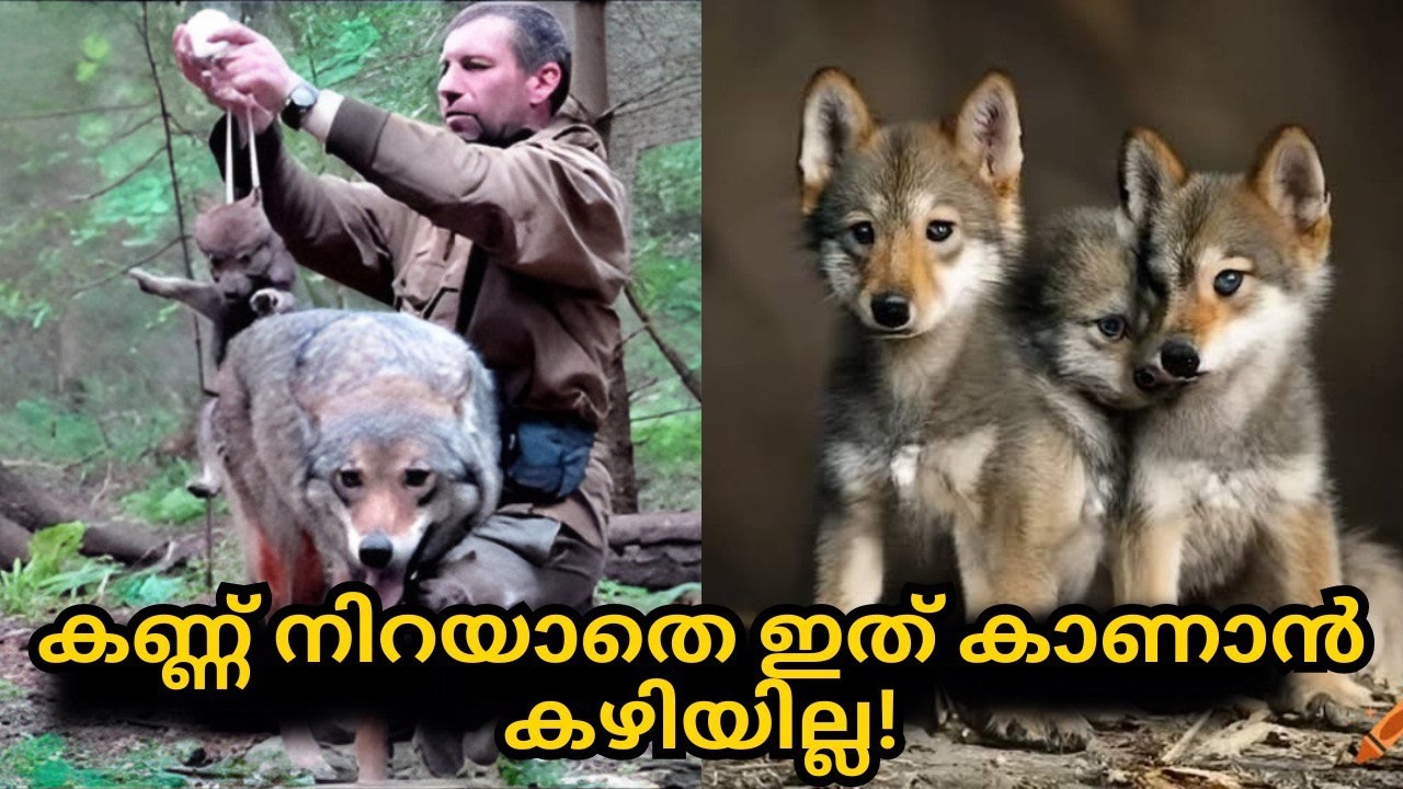 ഈ മനുഷ്യൻ ചെന്നായയെയും അവളുടെ കുഞ്ഞുങ്ങളെയും രക്ഷിച്ചു, പക്ഷേ 4 വർഷത്തിന് ശേഷം ഇത് സംഭവിച്ചു!