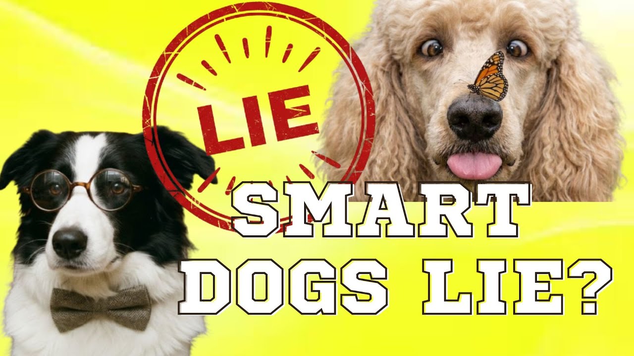 Smart Dogs: Myths vs Reality 🐩