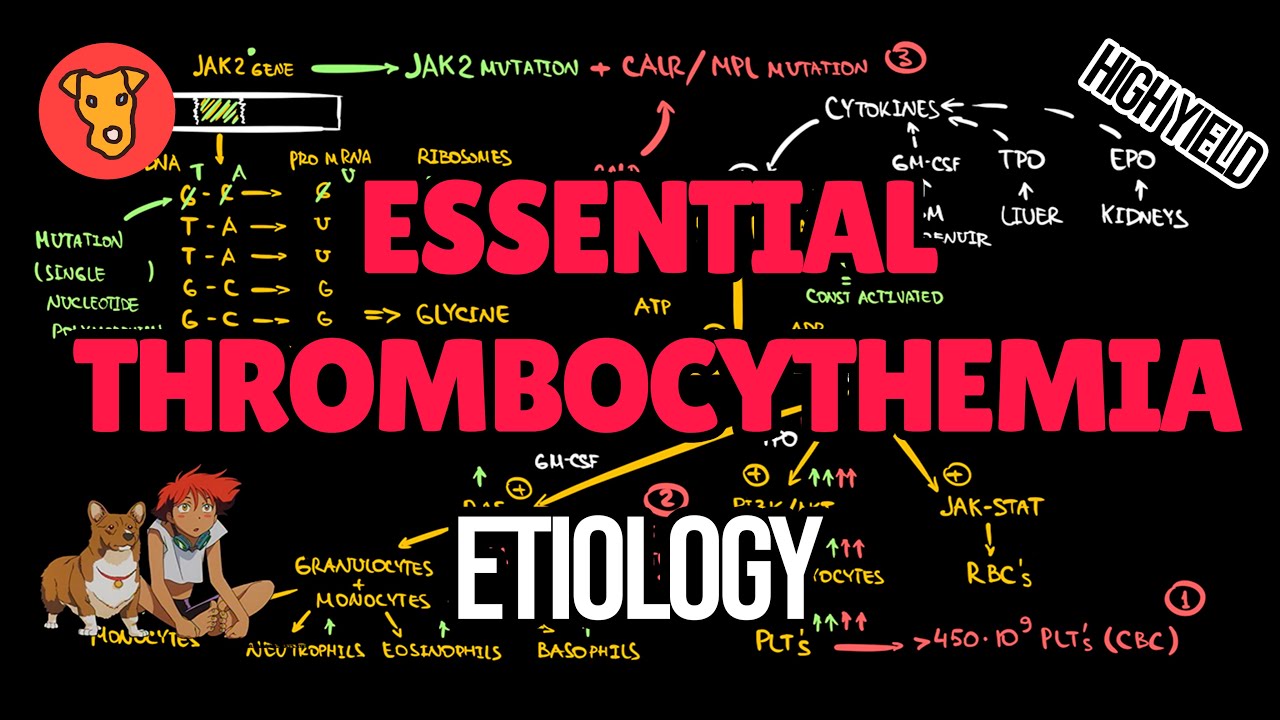 ESSENTIAL THROMBOCYTHEMIA Explained: Etiology. Molecular pathogenesis CALR  JAK2 mutation
