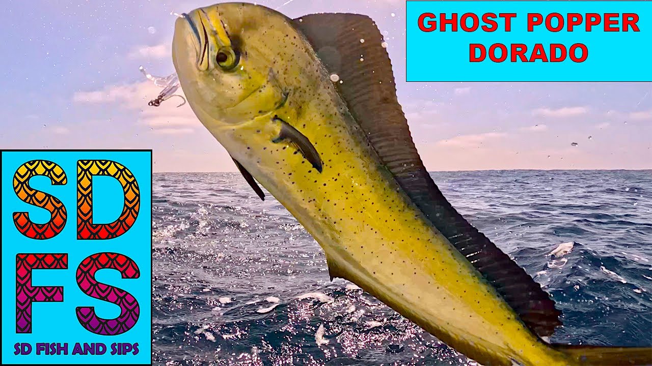 San Diego Fishing  Dorado & Yellowtail Offshore Kelp Paddy on Freedom Boat Club August 2023 SDFS
