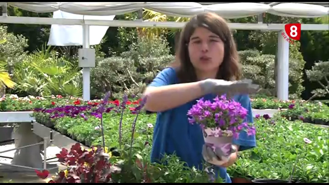 Tu jardín a punto, con Viveros Prado   composición de plantas naturales
