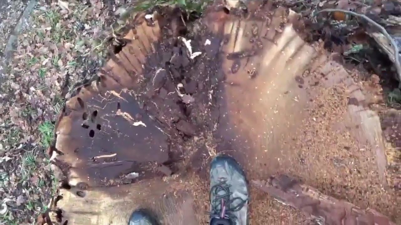 Gros chêne abattu, lierres et petits saules coupés, et ordures dans bosquet