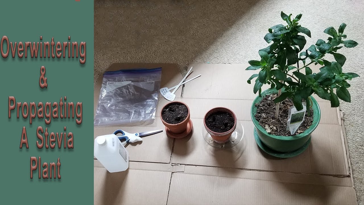 Overwintering & Propagating Stevia From Cuttings