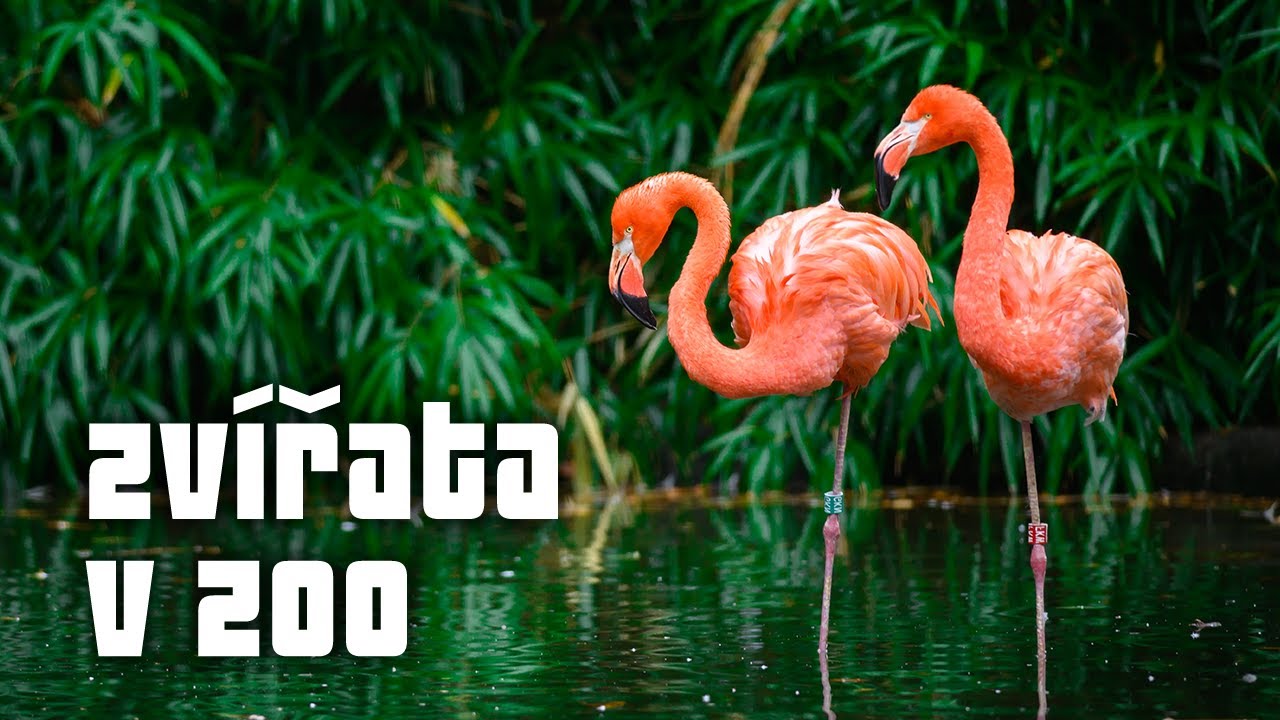 Jak fotit zvířata v ZOO [Ze života fotografa]