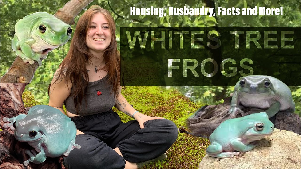 All about WHITES TREE FROGS! Care, housing, husbandry, diet and more!
