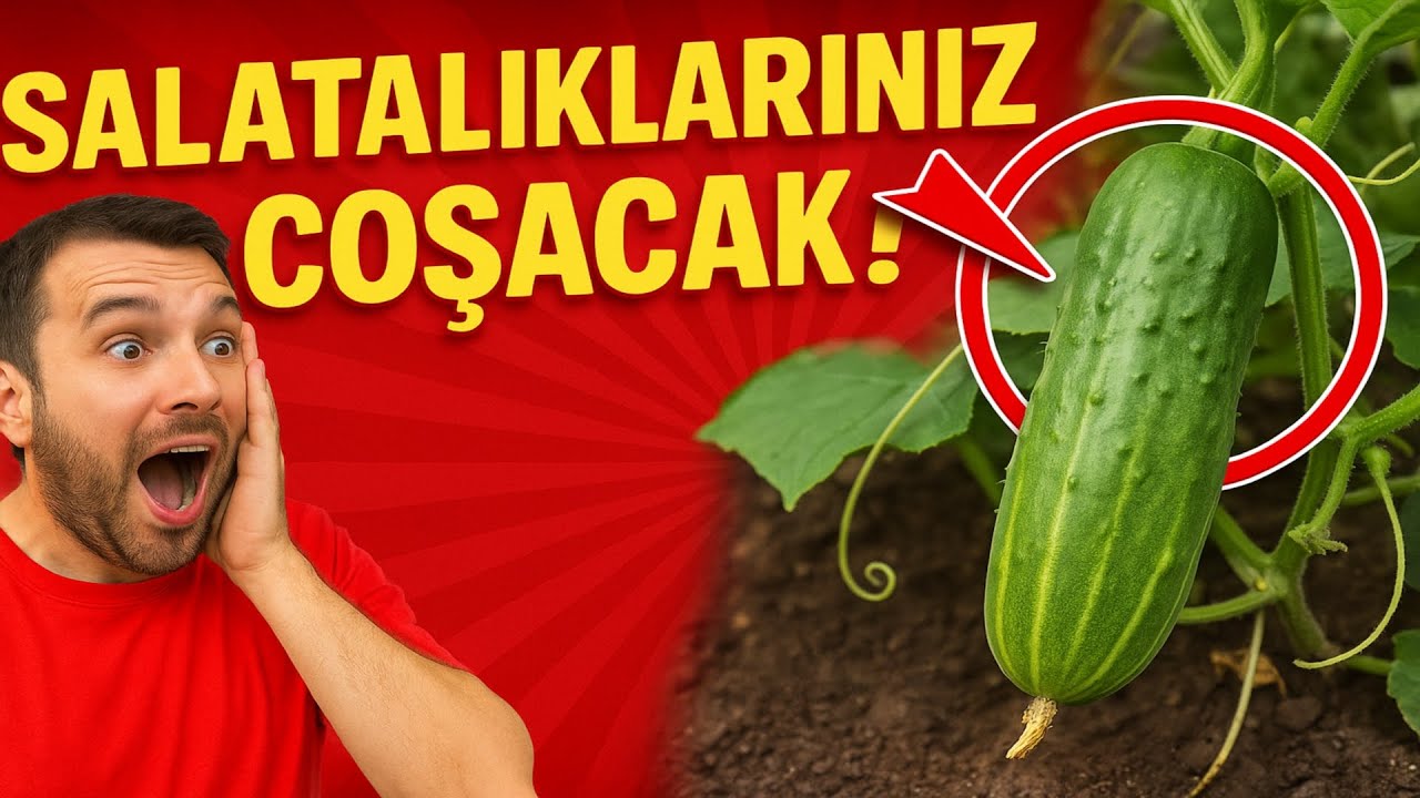 Salatalıklarınız coşacak! 🥒 Bitkinize sadece şunu verin, kova kova toplayın.