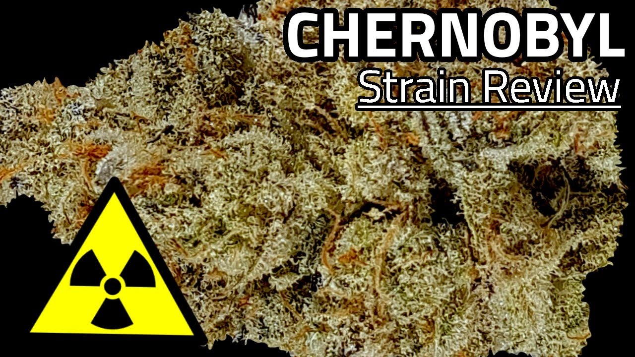 Chernobyl OFFICIAL Strain Review