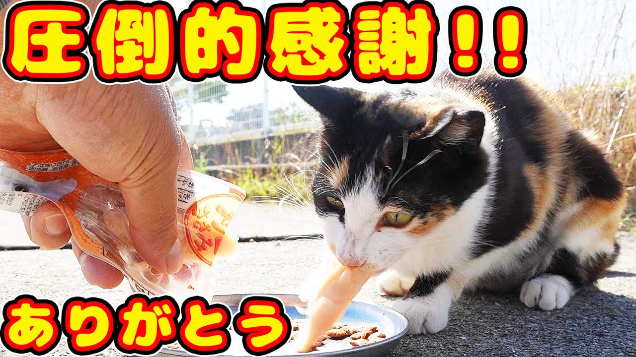 空腹で鳴いてる元母猫にごはんあげたら・・・  さくらねこへの給餌