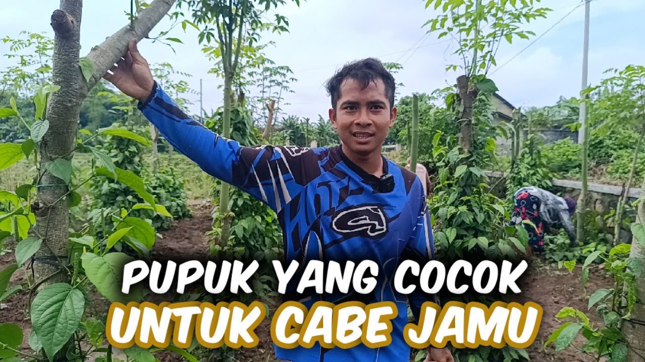Pupuk Yang Cocok Buat Cabe Jamu Agar Subur & Produksinya Banyak
