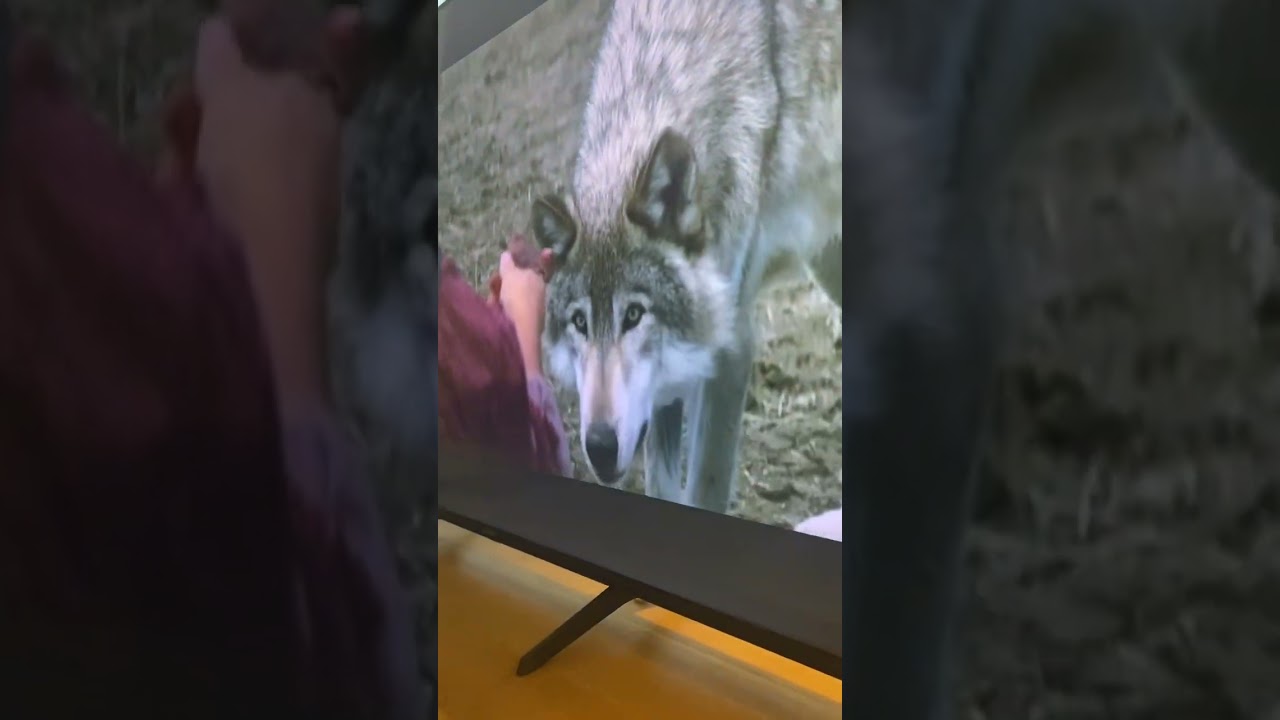 Barney the Tv border collie. #danceswithwolves