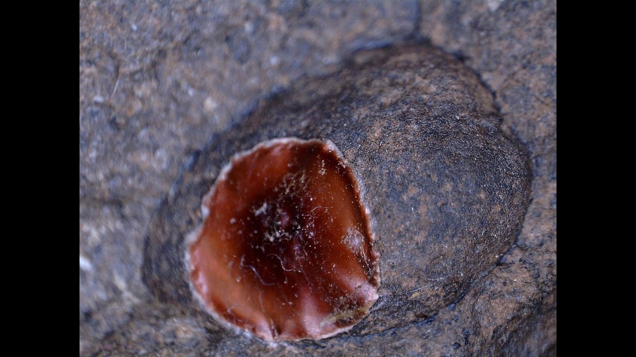 The Truth About Giants is Way More Extreme Than Anyone Thought and it is DNA Proven Now