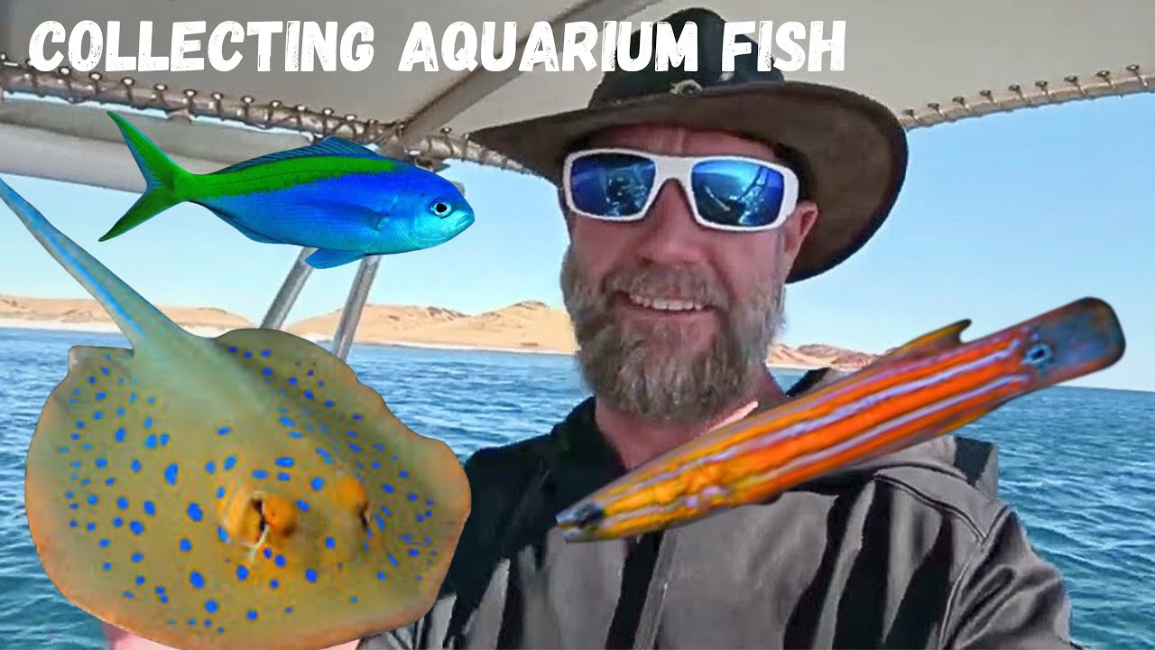CATCHING RARE FISH FOR AQUARIUMS Ep 6 #catchingaquariumfish #australia 