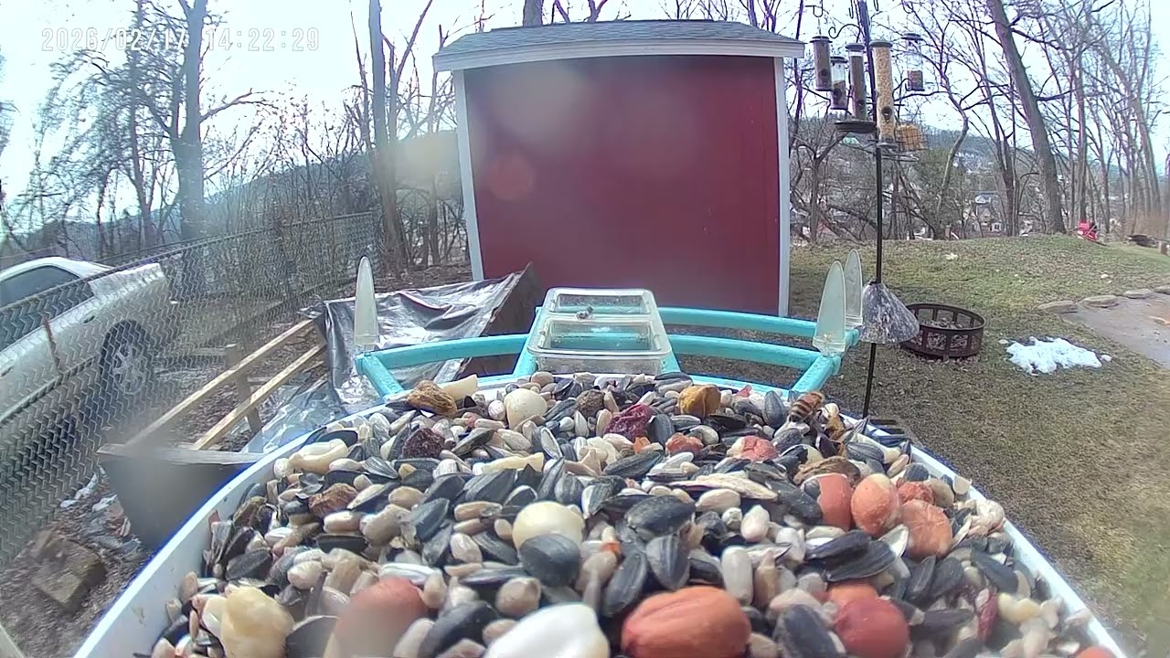 Happy bee buzzing around bird feeder