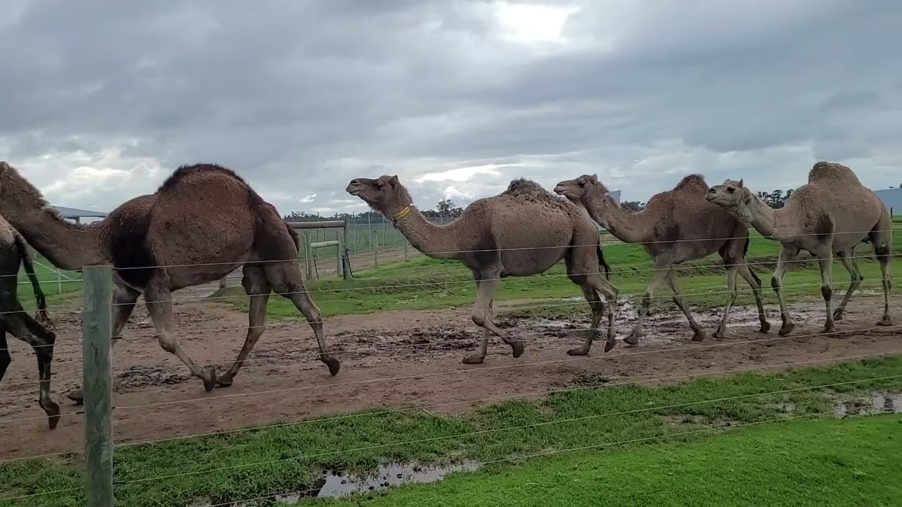 Camel Auction.....What the ???