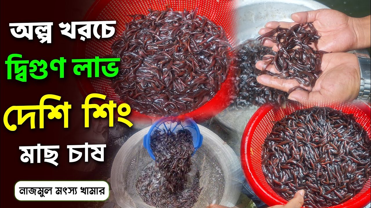 অল্প খরচে অধিক লাভ দেশি শিং মাছ চাষ। 