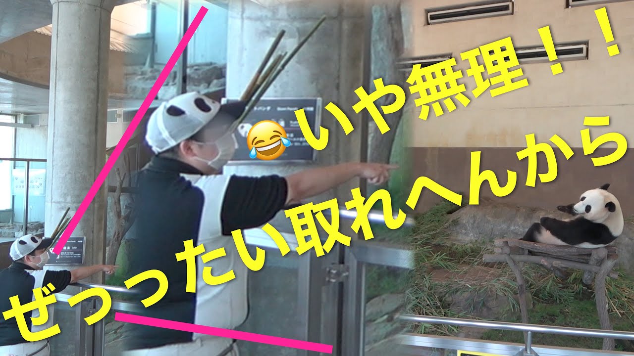 【結浜🎀N飼育員さん笑ってる😂仲良しやり取り😍】「ゆいさん！」大好き飼育員さん💘/フードブロガー結浜Food Blogger  #ぽめぱん #PandaChannelbypomeranianfilm