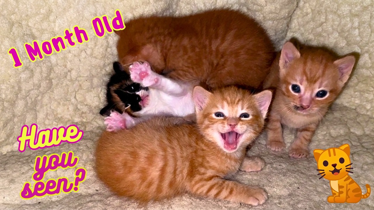 Самый трогательный момент: кошка-мама усыпляет сердечки своих котят (ТАК МИЛО)