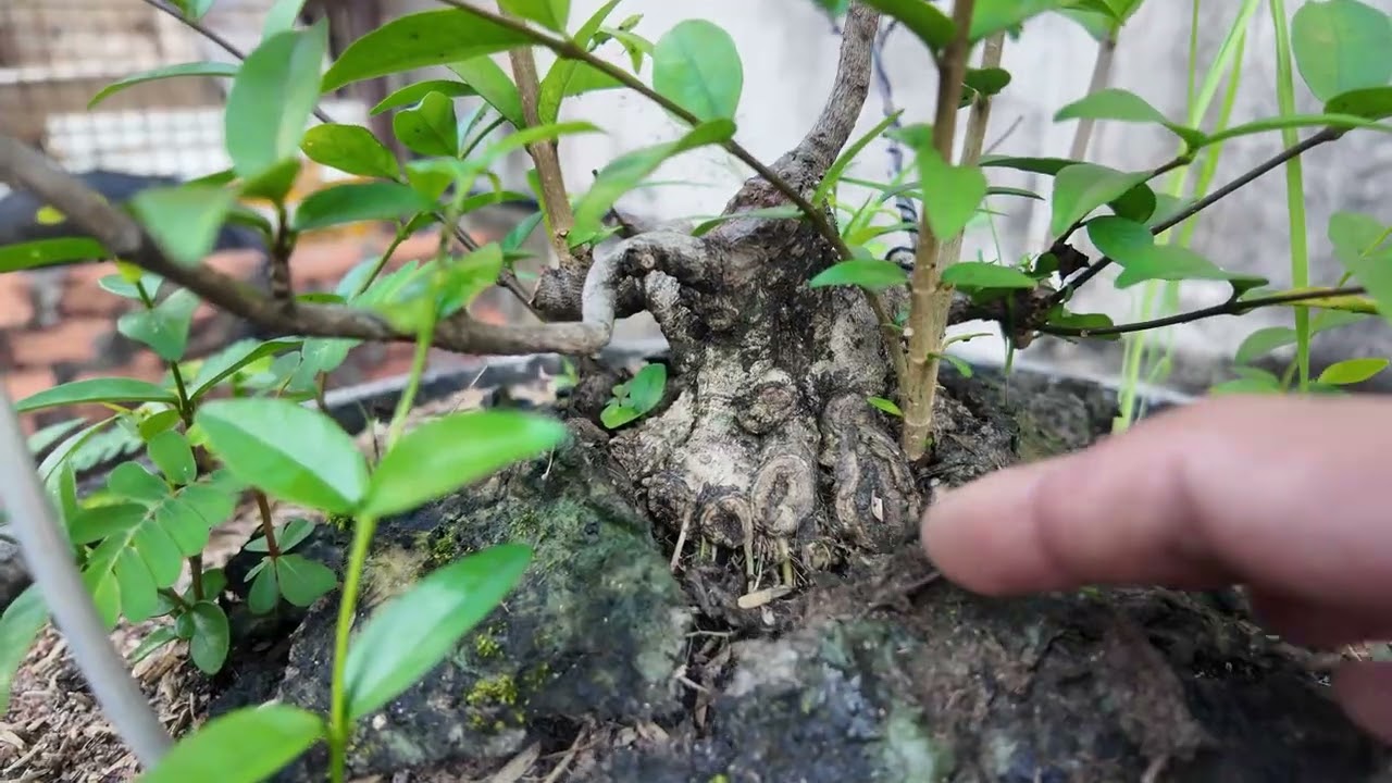 Tới thăm vườn người em ở Đồng Nai - Đam mê Bonsai mini