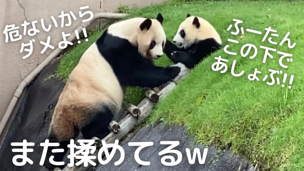 冒険したくて言う事聞かない楓浜に手を焼く良浜ママ😅愛情いっぱいの子育てがスゴイ🐼